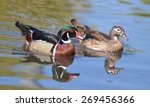 Male And Female Wood Duck...