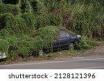 Abandoned car overgrown with vines and flowers