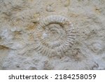 Ammonite Prehistoric Fossil...