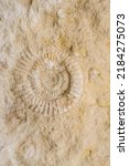 Ammonite Prehistoric Fossil...