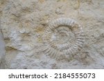 Ammonite prehistoric fossil imprint in stone. a shell petrified. Close up shot of sea shell fossil trapped in limestone. beautiful background of petrified extinct fossil shell animal Ammonite Nautilus