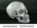 Small photo of human skull for anatomy study. Human skull. Cranium. Biology class. Skull bones, Anatomical subject for biology and anatomy lesson. Anatomically correct medical model of the human skull.