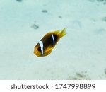 Small photo of A Red Sea anemonefish Amphiprion bicinctus, meaning "both sawlike with two stripes," commonly known as the two-banded anemonefish