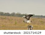 White Tailed Hawk Magnificent...