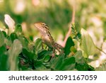 Small photo of close up Tropical oriental garden lizard close-up on a blurred background, eastern garden lizard, changeable lizard Calotes versicolor, reptile, zoology on grass for sunbathing in the morning