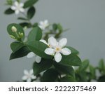 close up of beautiful jasmine flowers on a bush in a garden with floral natural background. Selective focus view of beautiful white flower known as Jasmine. Symbol springtime and summer