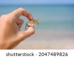 Small light crab in a man