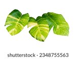 Small photo of Monstera Variegated Leaf Isolated On White Background. Tropical Leaves Variegated Foliage Exotic Nature Plants.