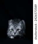 Small photo of Animals, animal, pets, attention, cat, cats, green eyes, veterinary, allergy, black, black background, gray, cat portrait, black and white, light, cats attention, baby cat, cats food, British cat