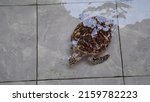 Small photo of Hawksbill turtle (Eretmochelys imbricate) and Green turtle (Chelonia mydas) in the turtle captivity of the Thousand Islands National Park.