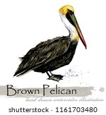 Pelican Hand Drawn Watercolor...