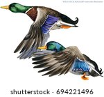 Wild Duck Mallard Watercolor...