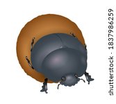 Insect Illustration Dung Beetle ...