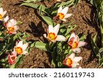 Small photo of Tulipa - Ancilla flowers grow and bloom in the botanical garden