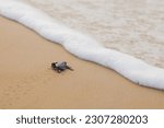 Small photo of Olive Ridley turtle hatchling crawling on sand of sea beach towards the ocean leaving mark on sand. white sea foam of wave seen at a distance. Concept of children aspiring towards bright future.