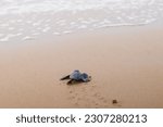 Small photo of Olive Ridley turtle hatchling crawling on sand of sea beach towards the ocean leaving mark on sand. white sea foam of wave seen at a distance. Concept of children aspiring towards bright future.