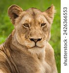 Small photo of The brown lioness is a majestic and striking member of the feline family, known for its rich, earthy fur that ranges from deep brown to golden hues. Resembling her male counterpart in grace and power