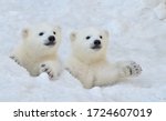 Two white polar bear cubs look...