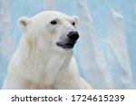 Portrait of a polar bear on a blue background.