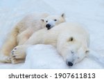 Polar Bears Sleep In The Snow