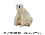 Polar Bear On An Isolated...