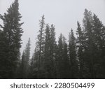 Small photo of A morning view of the tall pines trees at Greenhorn Mountain Park. The cool, misty, and fog like weather clouded around the pine trees in the background as those in the front were rich in tone.