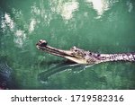 Picture Of A Indian Gharial  ...