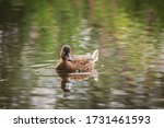 A Mallard Duck Posing For The...