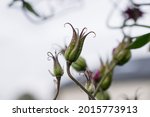 Aquilegia seed heads in a cottage garden