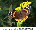 Small photo of Vanessa atalanta, the red admiral or, previously, the red admirable on Solidago canadensis, known as Canada goldenrod or Canadian goldenrod.
