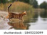 Domestic Bengal Cat Hunting On...