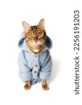 Funny bengal cat in clothes on...