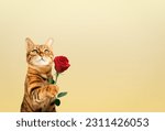 Red cat with a rose flower in its paw for a holiday on a colored background. copy space