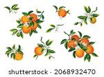 set with oranges. citrus tree... | Shutterstock .eps vector #2068932470