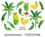Banana Palm Tree Collection....