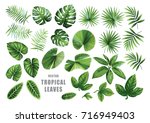 Tropical Leaves Collection....