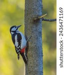 Small photo of The great spotted woodpecker - Dendrocopos major, it's a medium-sized woodpecker