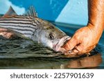 Striped bass being released back into the water at the side of small boat.  