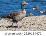 A goose  geese is a bird of...