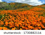 Vibrant Orange California Poppy ...