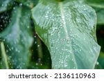 Large Canna Leaves Growing On...