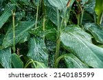 Large Canna Leaves Growing On...