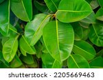 Small photo of Rubber fig's big smooth green leaf (ficus benjamina, ficus elastica, ficus microcarpa, rubber, weeping, banyan, climbing, sycamore, ficus, scared, fiddle, weeping). Close up photo.