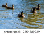 Duck On Water Scene. Duck Water....