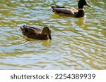 Duck On Water Scene. Duck Water....