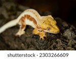 Small photo of Correlophus ciliatus (crested gecko) is a species of gecko native to southern New Caledonia.