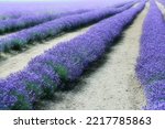 Lavender Field In Full Bloom Of ...
