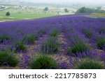 Lavender Field In Full Bloom 