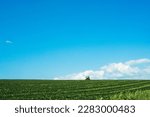 Green vegetable field and blue sky