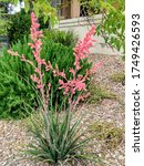 A Red Yucca Plant In A Southern ...